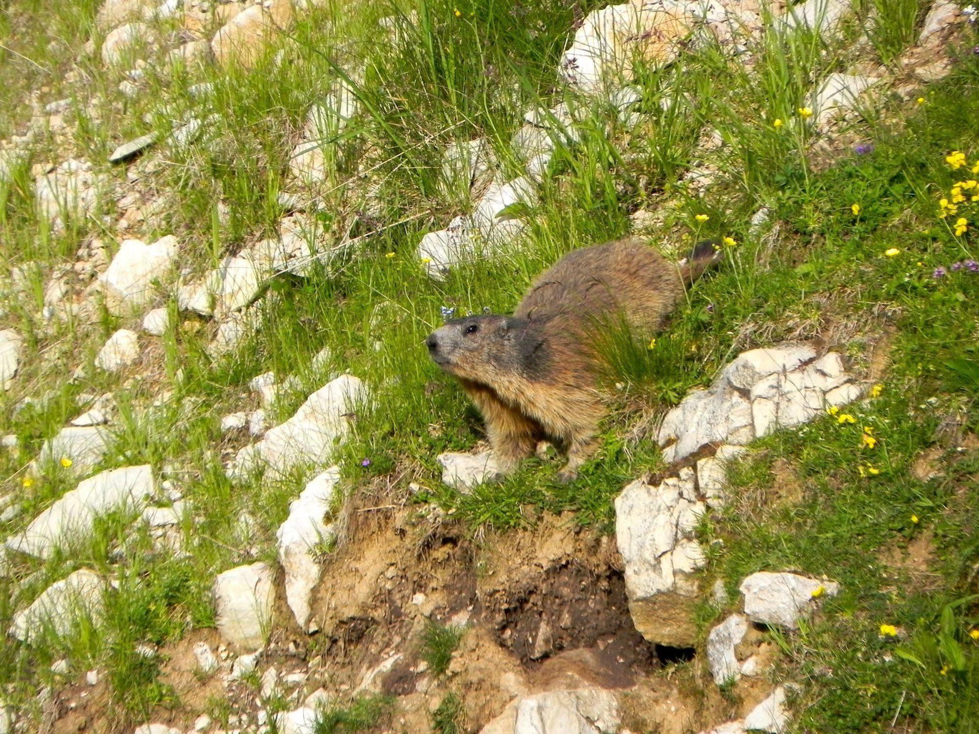 Rifugio Monte Baldo Hotel Avio Kültér fotó